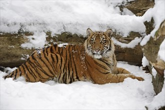 Sumatran tiger (Panthera tigris sumatrae) in the snow, captive, native to Sumatra, Indonesia, Asia