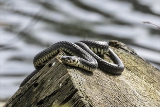 Grass snake (Natrix natrix), Emsland, Lower Saxony, Germany, Europe