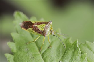 Hawthorn shield bug (Acanthosoma haemorrhoidale), North Rhine-Westphalia, Germany, Europe