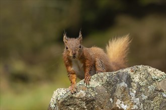 Red squirrel (Sciurus vulgaris) adult animal on a dry stone wall, Yorkshire, England, United