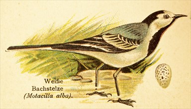 White wagtail (Motacilla alba) white, spotted egg, historical illustration, Welt der Vögel 1890