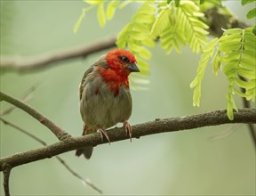 Red fody (Foudia madagascariensis), male, sitting on a branch, occurring in Madagascar, captive