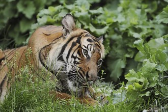 Sumatran tiger (Panthera tigris sumatrae), feeding, captive, occurring on Sumatra, Indonesia, Asia