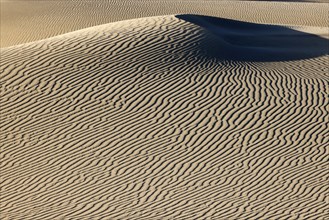 Maspalomas Dunes nature reserve, sand dunes in the evening light, Las Palmas province, Gran