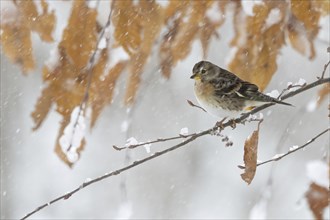 Brambling (Fringilla montifringilla) during snowfall, Austria, Upper Austria, Europe