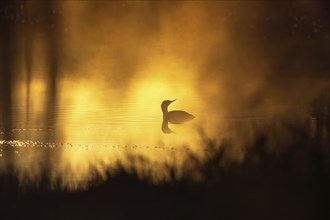 Red-throated loon (Gavia stellata) in a sunspot a misty morning on a lake at a bog