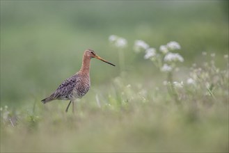 Black-tailed godwit (Limosa limosa), Lower Saxony, Germany, Europe