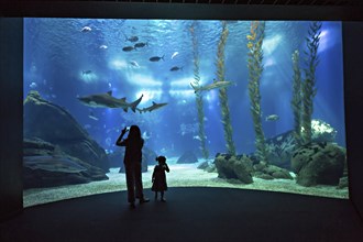 Ein Erwachsener und ein Kind stehen in Ehrfurcht vor einem groÃŸen Aquarium und beobachten Haie und