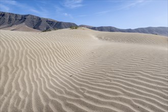 Dune landscape, Playa de Famara, Lanzarote, Canary Islands, Spain, Europe