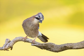 Jay, European Jay, Jay, eurasian jay (Garrulus glandarius), Geai des chênes, Arrendajo Comun,