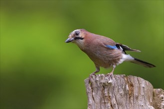 Jay, European Jay, Jay, eurasian jay (Garrulus glandarius), Geai des chênes, Arrendajo Comun,