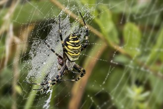 Wasp spider (Argiope bruennichi, Aranea brünnichii) feeding on caught insect in spiral orb web