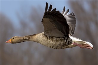 Greylag goose (Anser anser) in flight, wildlife, Germany, Europe