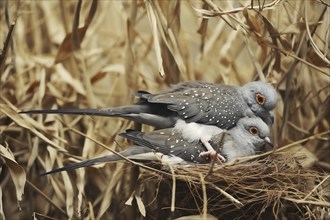 Diamond dove (Geopelia cuneata), pair copulating, captive, occurring in Australia