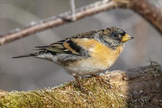 Brambling (Fringilla montifringilla) sitting in the forest. Bas Rhin, Alsace, France, Europe