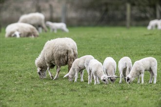 Bentheimer Landschafe with lambs (Ovie gmelini aries), Emsland, Lower Saxony, Germany, Europe