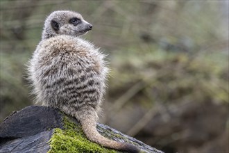 Meerkats (Suricata suricatta), Nordhorn Zoo, Lower Saxony, Germany, Europe