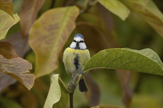 Blue tit (Cyanistes Caeruleus) adult bird amongst autumn leaves of a garden Magnolia tree, Suffolk,