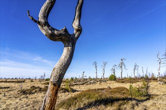 Noir Flohay ghost forest, remnants of a forest fire from 2011 in the High Fens, high moor, in the