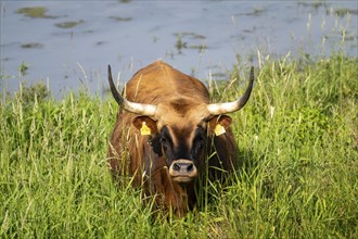 Herd of Hecker cattle in the Kiebitzwiese nature reserve, on the territory of the town of