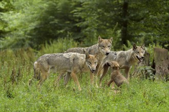 Wolf (Canis lupus), pack of wolves with young in forest, summer, Germany, Europe