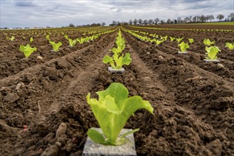 Lettuce plants, in press pots, they are planted in a field with a planting machine, agriculture,