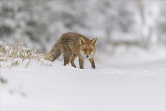 Red fox (Vulpes vulpes), standing on snowy ground surrounded by a winter landscape, Czech Republic,