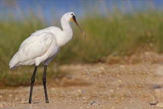 Spoonbill, (Platalea leucorodia), Floating Hide fixed, Tiszaalpar, Kiskunsagi National Park,