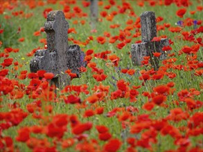 Poppy, poppy, cemetery, gravestone, cross, flowers, poppies, Tiszaalp-r, Kiskuns-gi National Park,