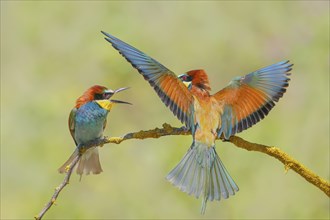 Bee-eater (Merops apiaster) approaching a branch, couple arguing excitedly, couple, wildlife,