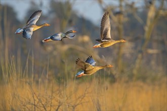 Greylag goose, Anser Anser, flight photo, side view, four birds, group, Wagbachniederung,