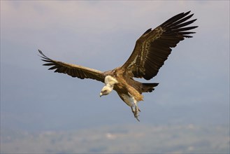 Griffon Vulture, Eurasian Griffon Vulture, Griffon Vulture, Eurasian Griffon, (Gyps fulvu), Vautour