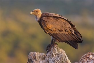 Griffon Vulture, Eurasian Griffon Vulture, Griffon Vulture, Eurasian Griffon, (Gyps fulvu), Vautour