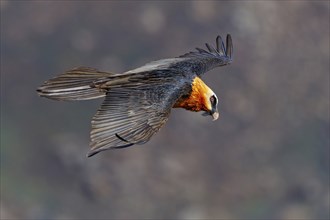 Bearded vulture, bearded vulture (Gypaetus barbatus), Gypaetus barbatus meridionalis, Giant's