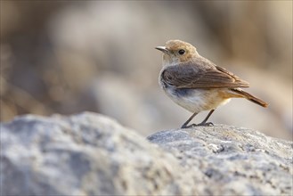 Arabian Wheatear, (Oenanthe lugentoide, Middle East, Oman, Jabal Samhan, Salalah, Dhofar, Oman,