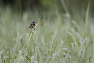 Bluethroat (Luscinia svecica) in reeds, Baden-Württemberg, Germany, Europe