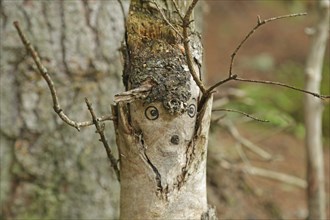 Birch embellished, face in the tree