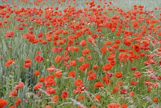 Papaver rhoeas, StaÃŸfurt, Saxony-Anhalt, Germany, Europe