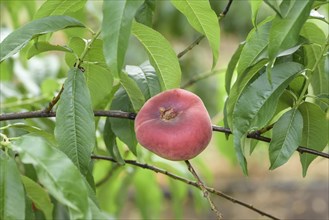 Plate peach (Prunus persica 'Ufo 4'), Schreiber KG tree and vine nursery, Poysdorf, Lower Austria,