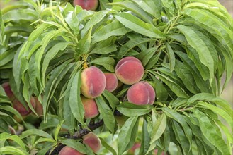 Dwarf peach (Prunus persica 'Bonanza'), Schreiber KG tree and vine nursery, Poysdorf, Lower