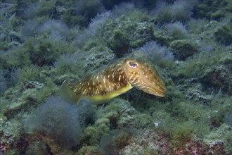 Common cuttlefish (Sepia officinalis) swimming through an underwater world with seaweed. Dive site