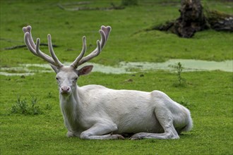 Leucistic red deer (Cervus elaphus) stag, white morph at forest edge with antlers covered in velvet