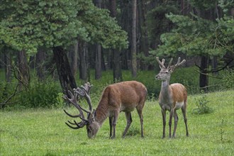 Red deer (Cervus elaphus) stag and young male at forest edge with antlers covered in velvet in late