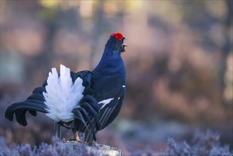 Black grouse, (Lyrurus tetrix), (Tetrao tetrix), Bavaria, Bavaria, Federal Republic of Germany