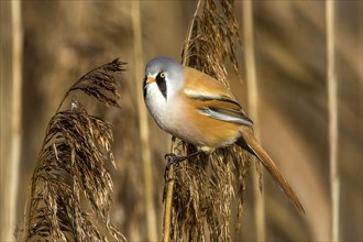 Bearded reedling (Panurus biarmicus), Federsee lake, Baden-Württemberg, Federal Republic of Germany