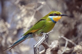 African bee-eater (Merops apiaster), South Africa, Africa