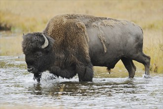 American bison (Bos bison, Bison bison), male, Yellowstone National Park, Wyoming, USA, North