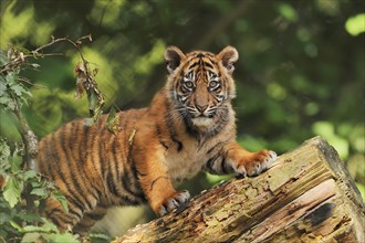 Sumatran tiger (Panthera tigris sumatrae), young, captive, native to Sumatra, Indonesia, Asia