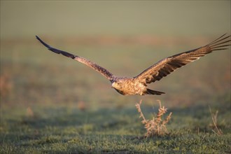 Juvenile Iberian Eagle in flight, Spanish Imperial Eagle (Aquila adalberti), Extremadura, Castilla