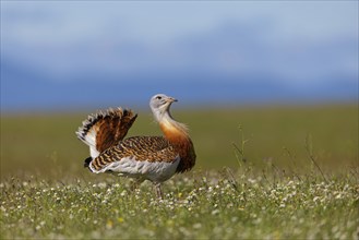 Great bustard (Otis tarda), Outarde barbue, Avutarda Comun, Spain, Toledo, Hides De Calera / Great